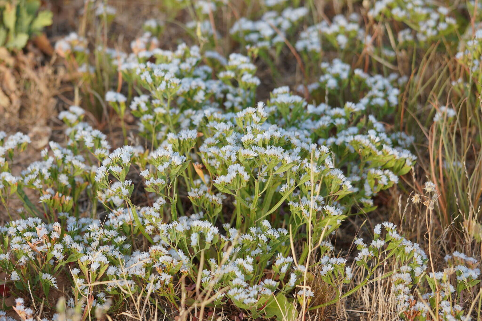 Image of Limonium thouinii (Viv.) O. Kuntze