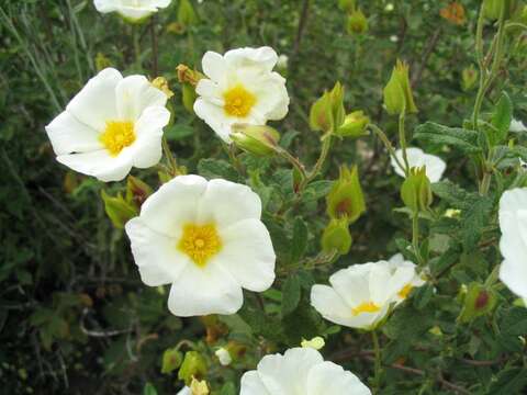 Image of salvia cistus