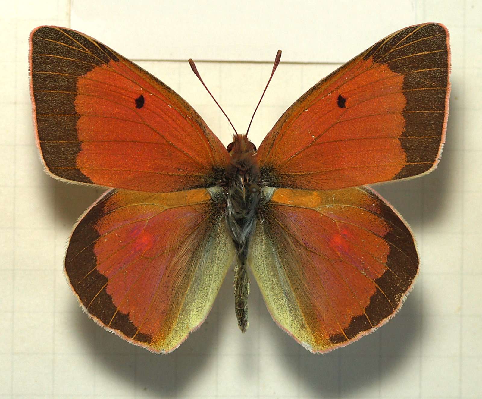 Image of Colias aurorina Herrich-Schäffer (1850)