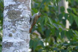 Image of Scaled Woodcreeper