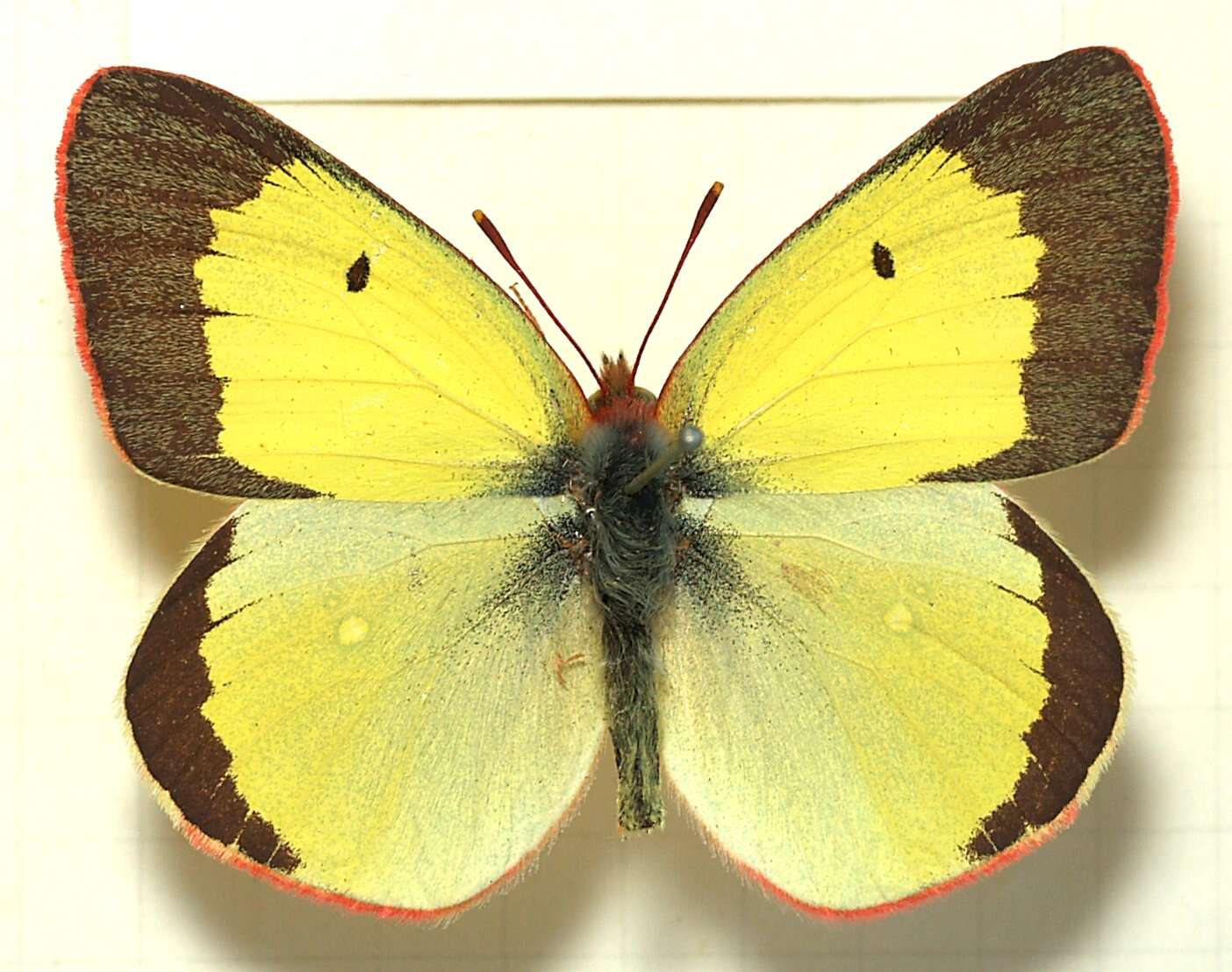 Image of Palaeno Sulphur