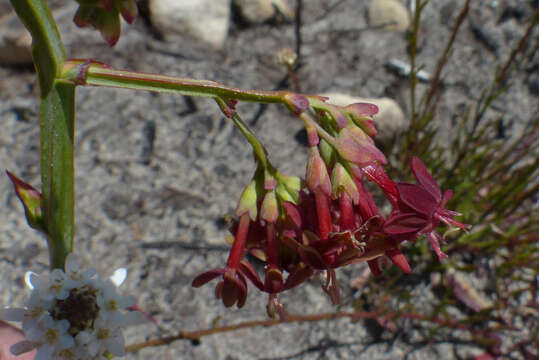 Image of Codonorhiza micrantha (E. Mey. ex Klatt) Goldblatt & J. C. Manning