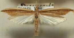 Image of Scarce Water-veneer