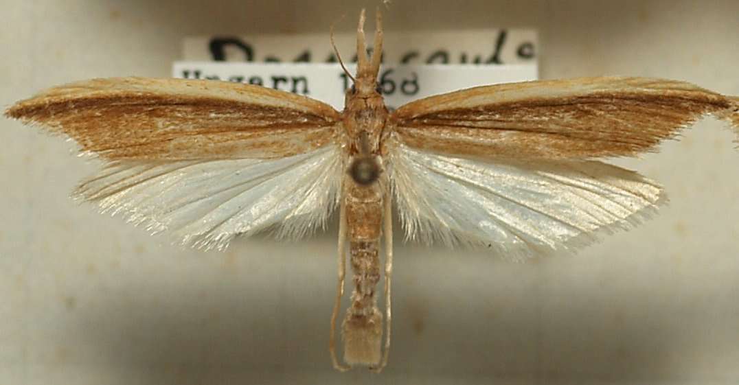 Image of Scarce Water-veneer