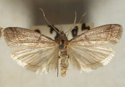 Image of Chocolate Moth