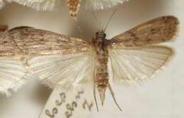 Image of Mediterranean Flour Moth