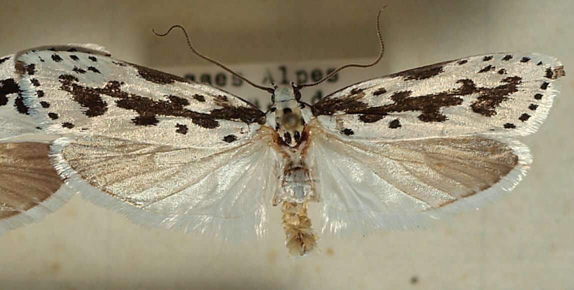 Imagem de Ethmia pusiella Roemer 1789