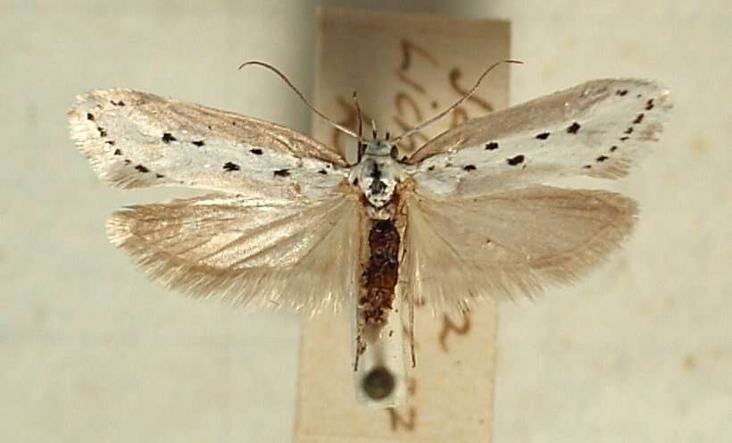 Image of Ethmia terminella Fletcher 1938