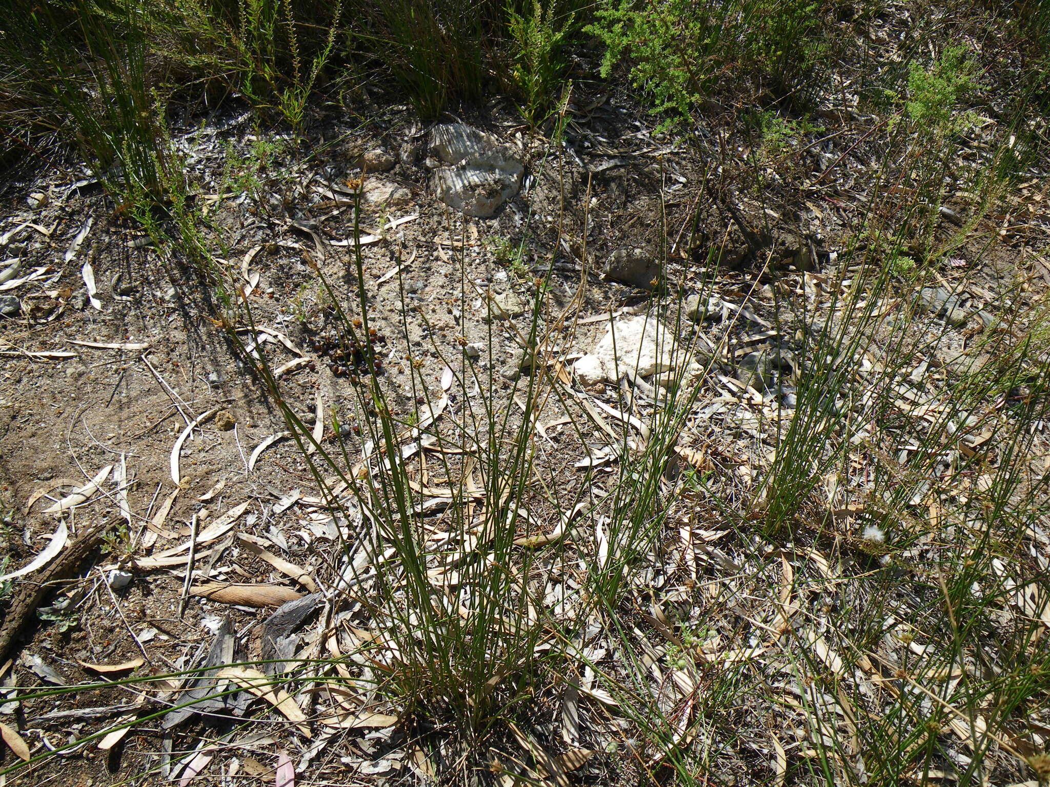 Imagem de Cyperus gymnocaulos Steud.