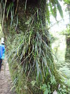 Image of Haplopteris anguste-elongata (Hayata) E. H. Crane