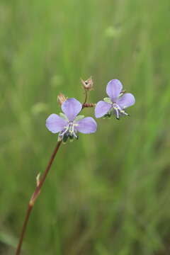 Image of murdannia