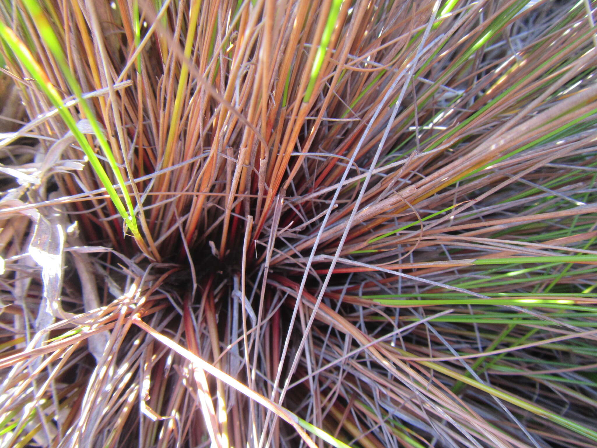 Image of Tetraria ligulata (Boeckeler) C. B. Clarke