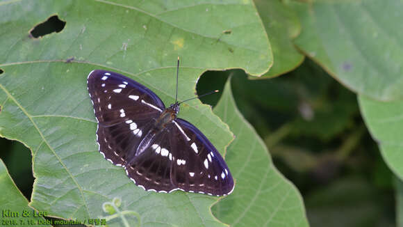 Image of Limenitis helmanni Lederer 1853