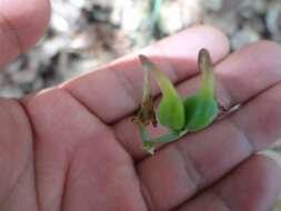 Image of Agave verhoekiae (García-Mend.) Thiede