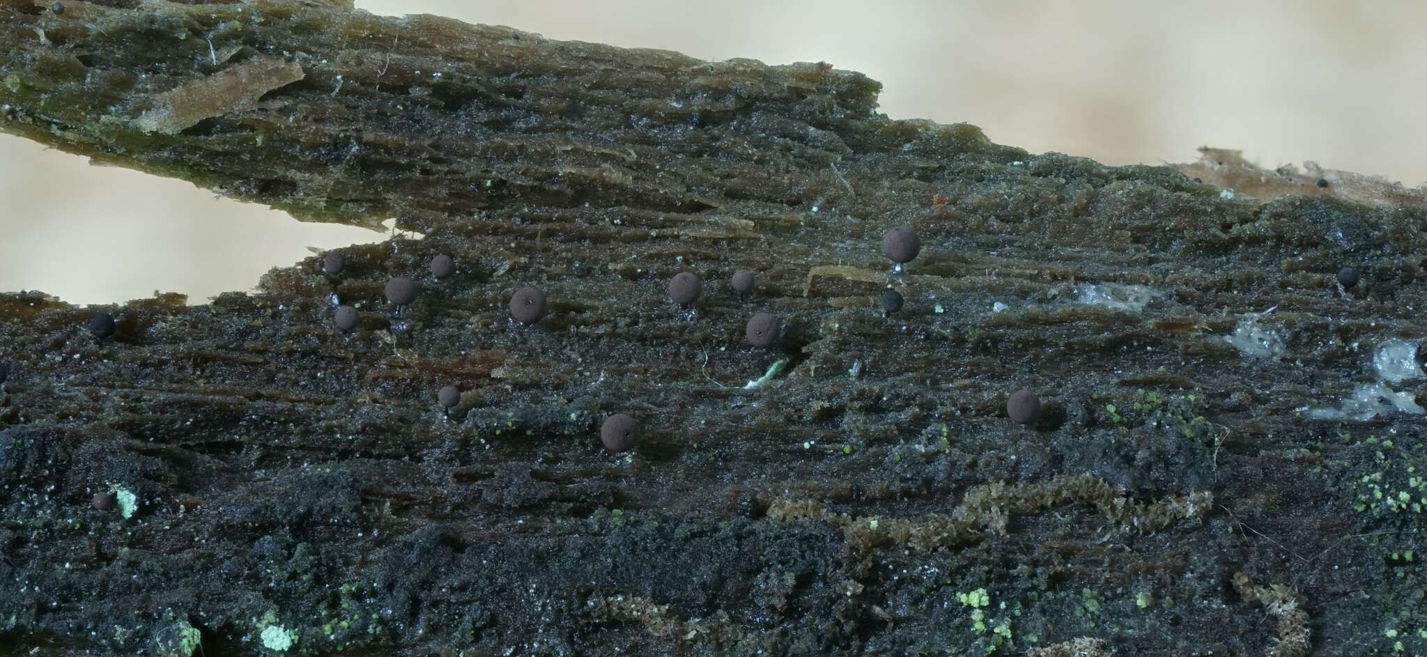 Image of Enerthenema papillatum