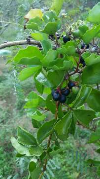 Image de Cissus trifoliata (L.) L.