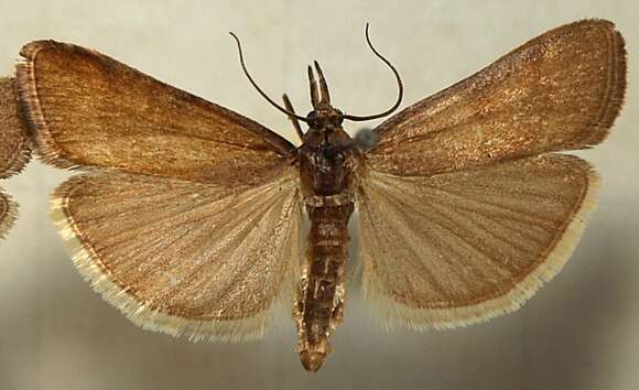 Hypochalcia lignella Hübner 1796 resmi