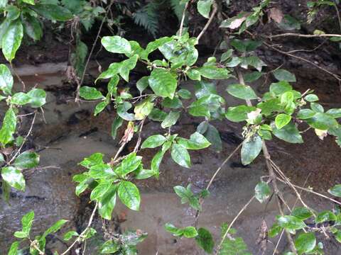 Imagem de Coprosma tenuifolia Cheeseman