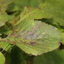 Image of apple leaf miner