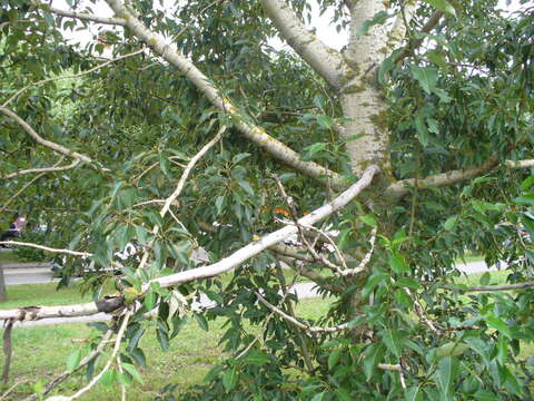 Image of Populus longifolia