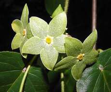 Image de Matelea denticulata (M. Vahl) Fontella & Schwarz