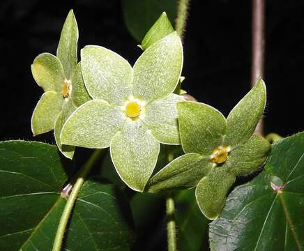 صورة Matelea denticulata (M. Vahl) Fontella & Schwarz