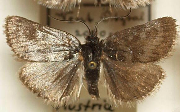 Image of <i>Metaxmeste phrygialis</i> Hübner 1796