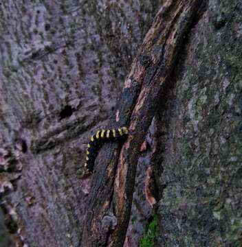 Acronicta alni Linnaeus 1767 resmi