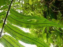 Image of giant swordfern