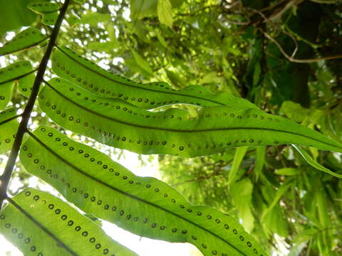 Image of giant swordfern