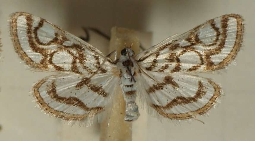 Image of Nymphula nitidulata