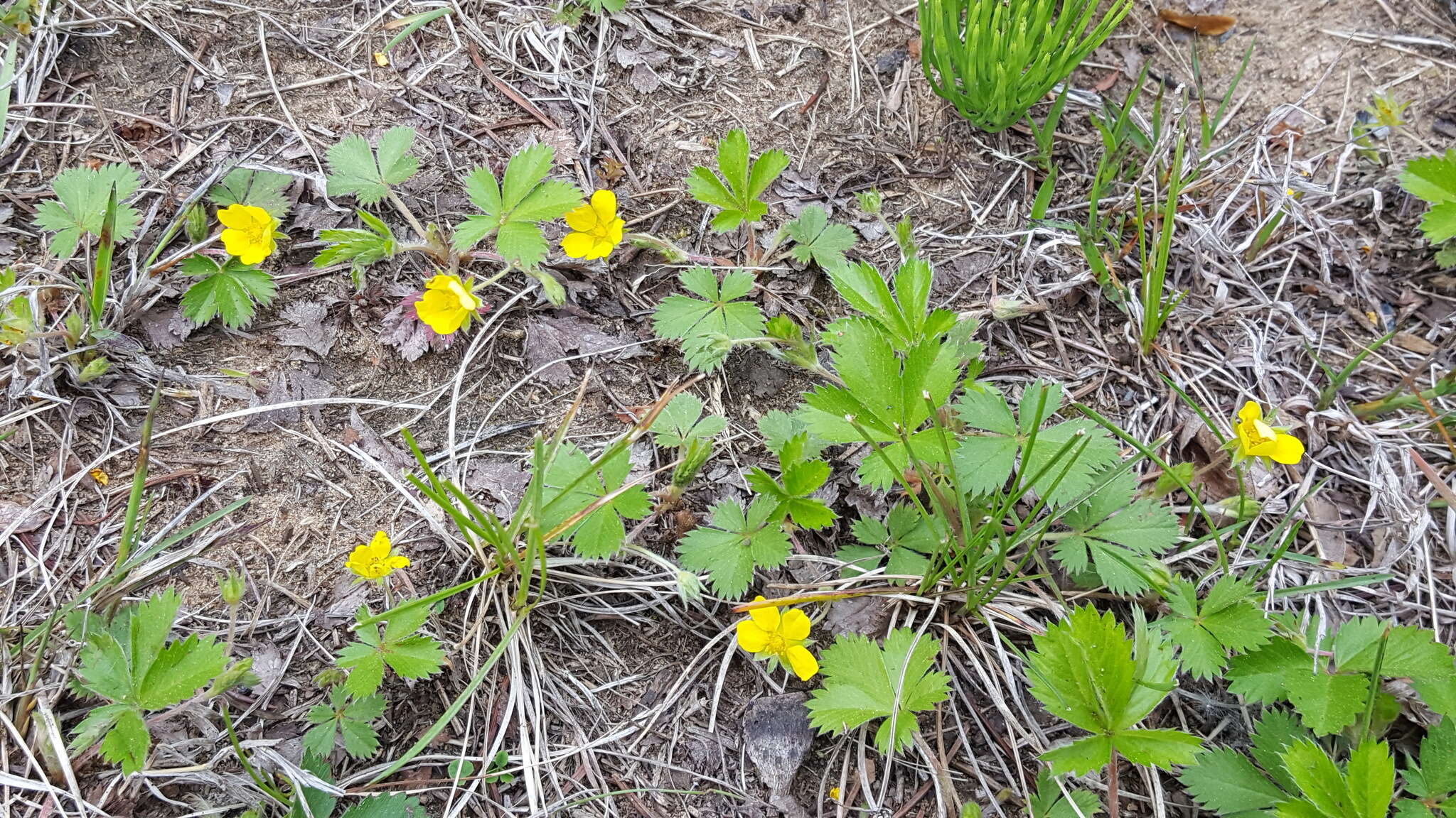 Image of dwarf cinquefoil