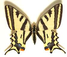 Papilio alexanor Esper 1800 resmi