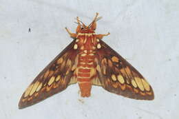 Image of Citheronia equatorialis Bouvier 1927