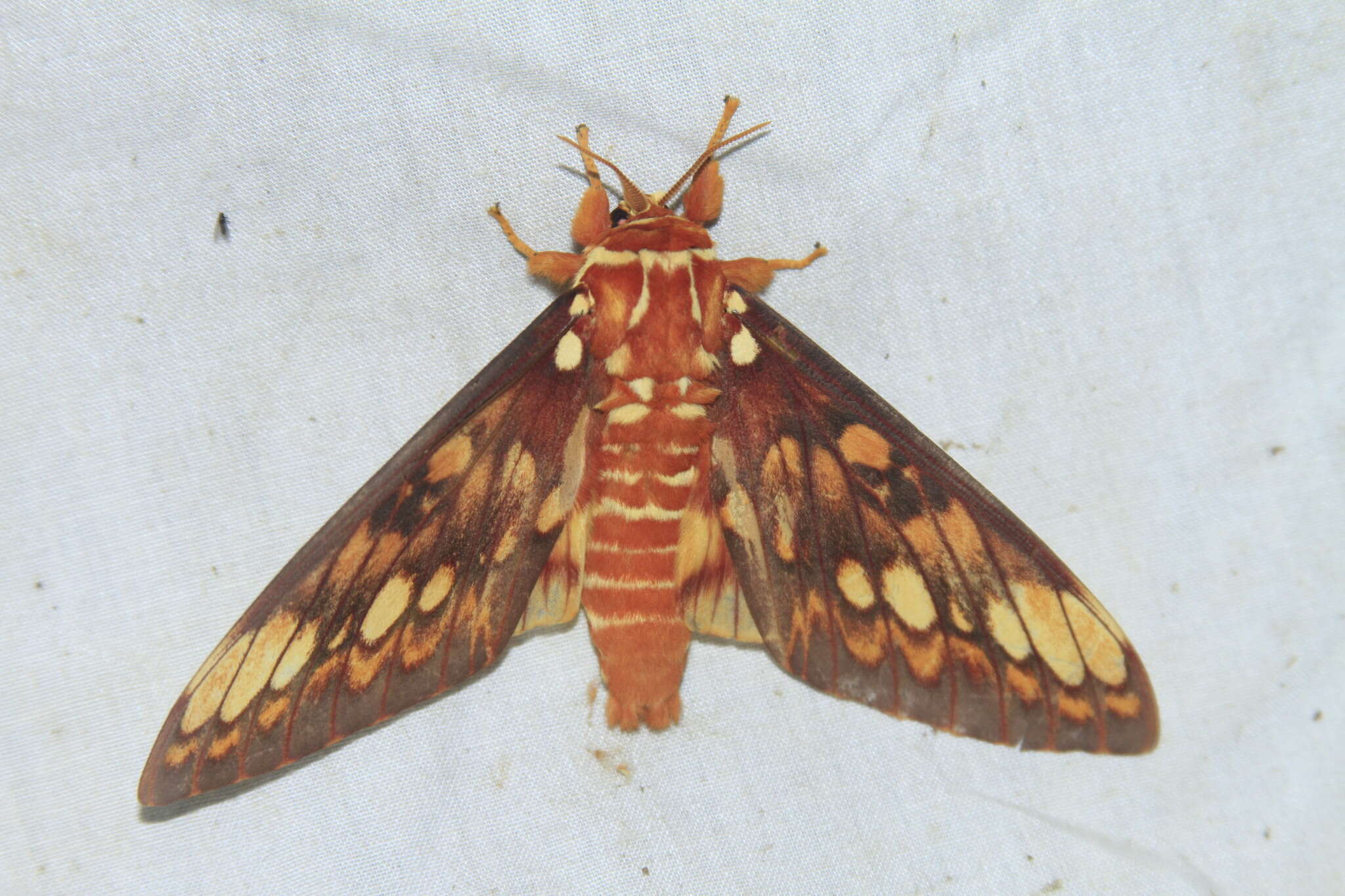 Image of Citheronia equatorialis Bouvier 1927