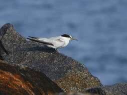 Image of Saunders's tern