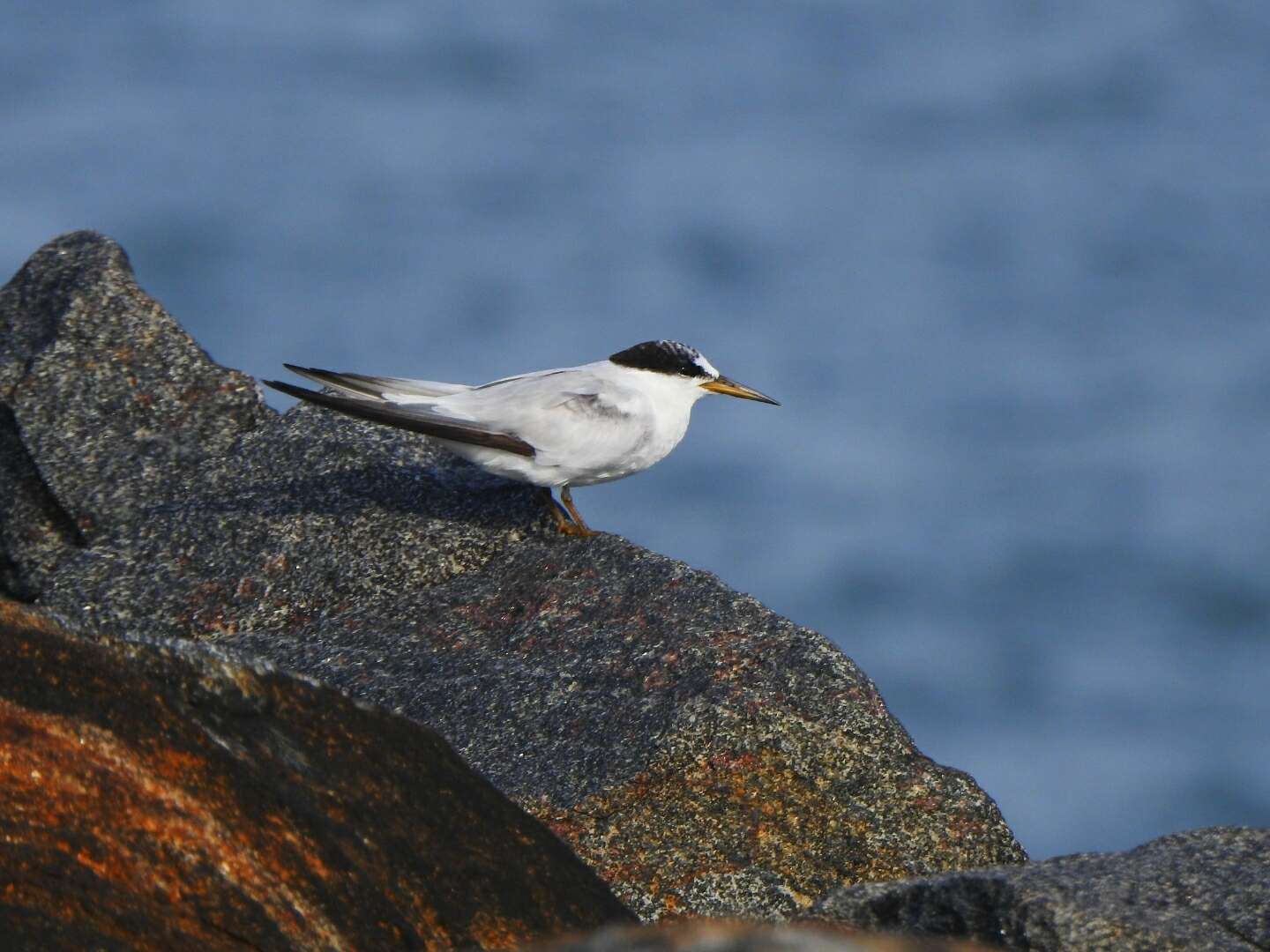 Image of Saunders's tern