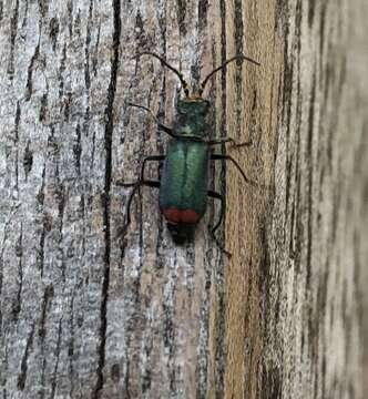 Слика од <i>Malachius bipustulatus</i>