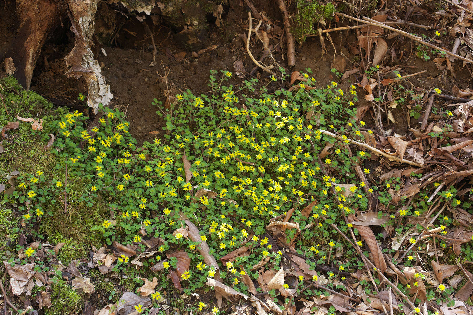 Plancia ëd Chrysosplenium pilosum var. sphaerospermum (Maxim.) Hara