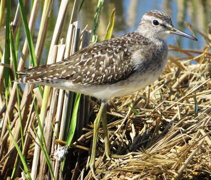 Image of Wood Sandpiper