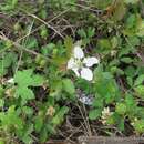 Plancia ëd Rubus trivialis Michx.