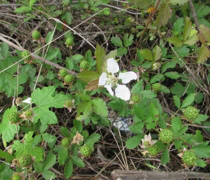 Rubus trivialis Michx. resmi