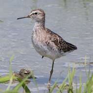 Image of Wood Sandpiper