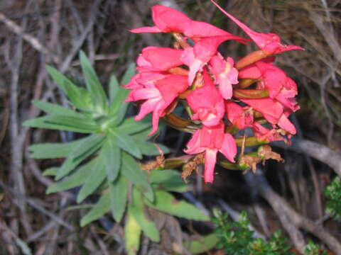 Image de Disa ferruginea Sw.