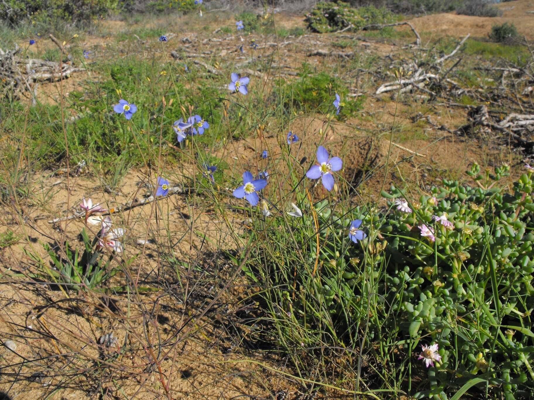 Image of Heliophila lactea Schltr.