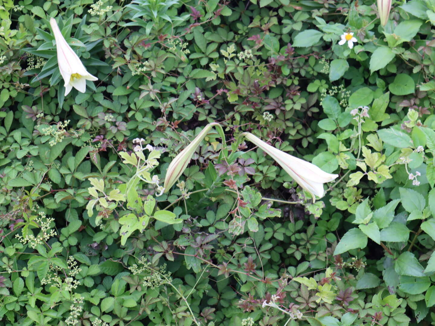 Image of Easter lily