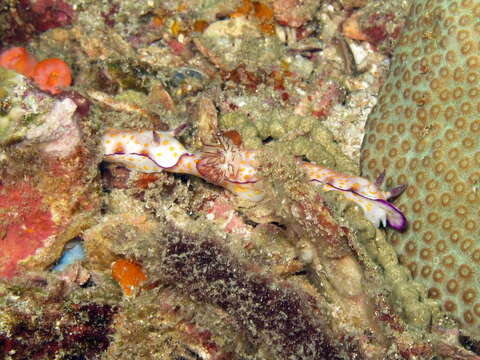 Image de Hypselodoris pulchella (Rüppell & Leuckart 1830)