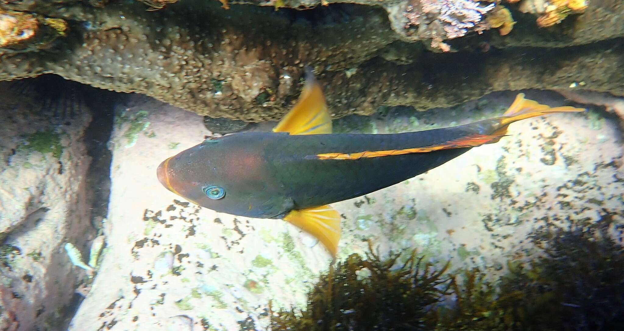 Image of Crimson banded wrasse