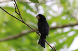 Image of Nicaraguan Seed Finch