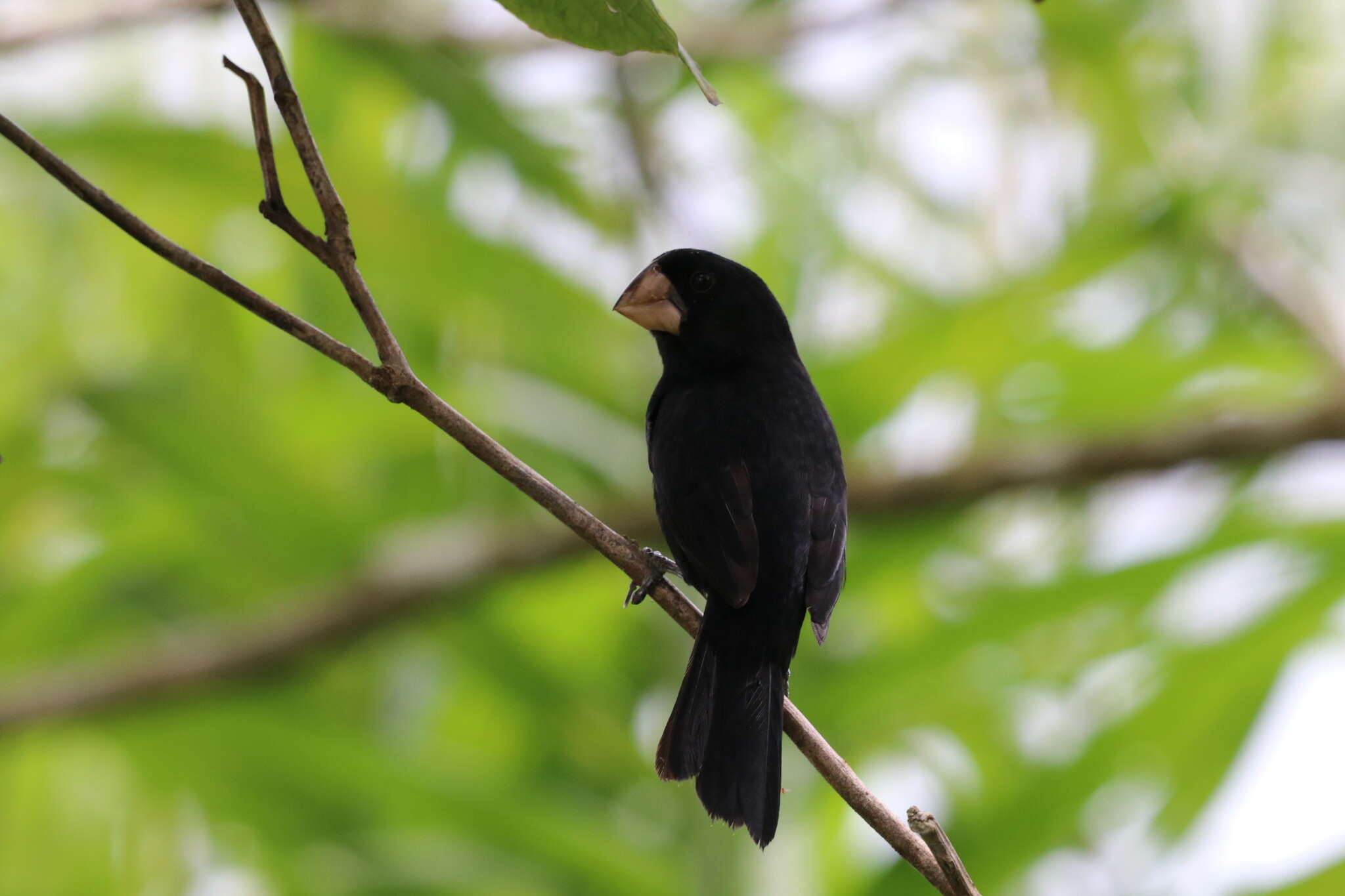 Sporophila nuttingi (Ridgway 1884) resmi